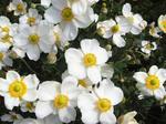 清楚な白い花.JPG