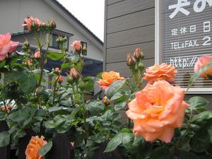 オレンジのバラ.JPG